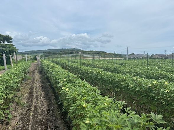 Let's harvest seasonal vegetables and make a smoothie.