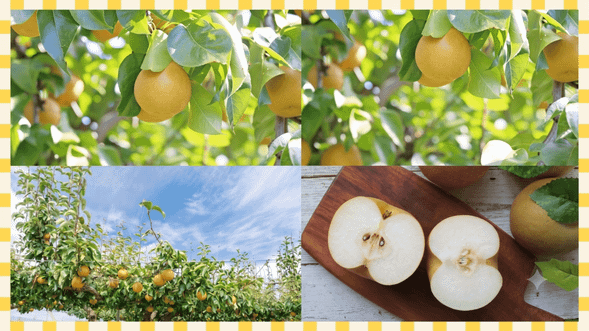Pear Orchard
(All-you-can-eat crisp and juicy pears picked on-site / approx. 30 minutes)