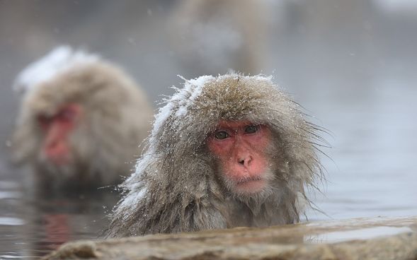 Jigokudani Monkey Park
(Observe the world's only wild Japanese macaques known as "Snow Monkeys" soaking in hot springs, plus free exploration / Approx. 150 min.)
