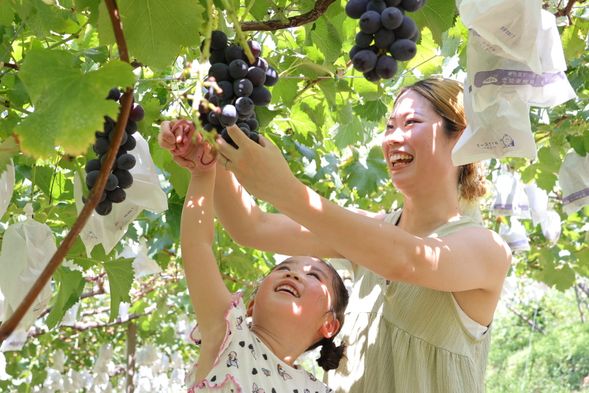 Shunkoen: fruits picking(75min)