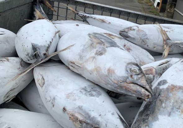 Katsuobushi Factory Tour