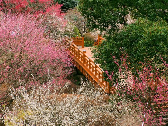 ①9:30 / ②13:30
Atami Plum Garden
(1 hour free time)