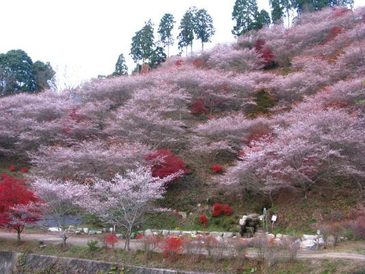 Ohara Village
(Twice a year, the Shikizakura cherry blossoms dye the mountain pink! / Approx. 60 minutes)