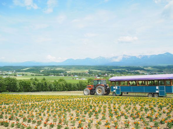 Flower Land Kamifurano (about 40 minutes)