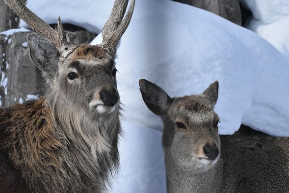 14:00 - 15:30 |
Asahiyama Zoo (90 mins)