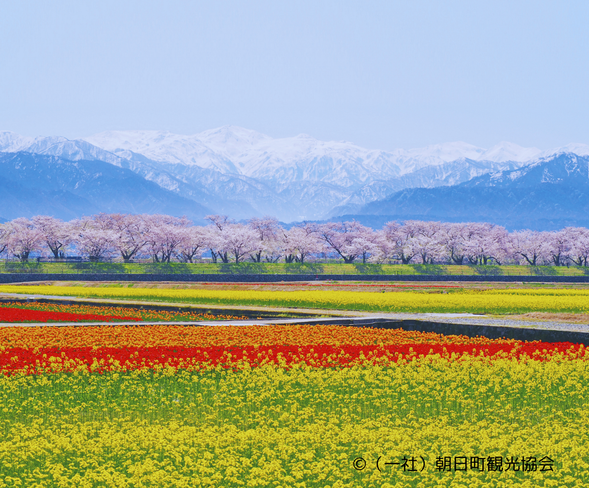 Asahi Funagawa “Spring Quartet”
(Free time for 60min)