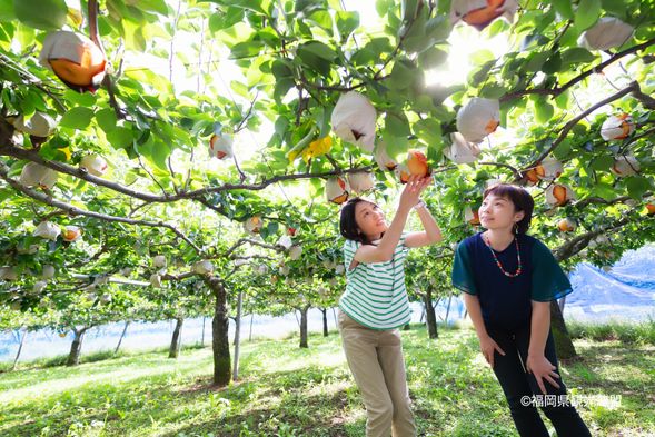Shunkoen: Pears picking(75min)
Asian Pears: August 1 to Mid-October