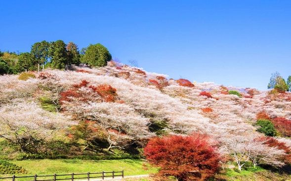 Obara or Semmi Shikizakura-no-Sato (Village of Four-Season Cherry Blossoms)
(Admire the miraculous collaboration between the pink blossoms of the shikizakura—which bloom in autumn—and the brilliant red autumn foliage / Approx. 50 min)