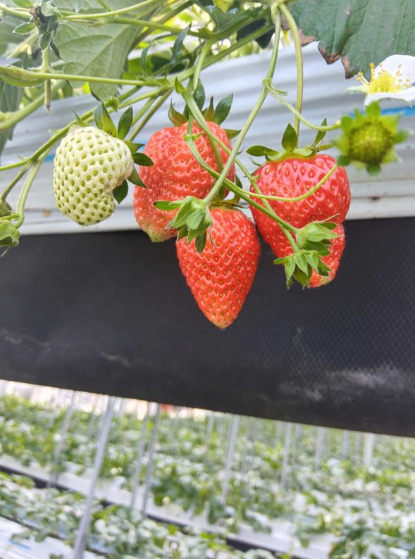 來體驗親手採摘當季水果的樂趣!
【注意事項】若遇水果尚未成熟或無法採收之情況,行程將調整為前往「寒河江櫻桃樂園」參觀購物,敬請見諒。