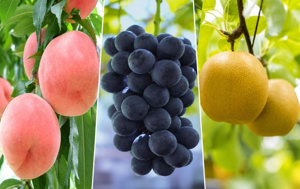 Seasonal Fruit Farm
July: Peach picking experience
August–September: Kyoho grape & pear picking experience
(Approx. 30 minutes)