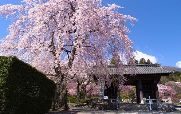 KĆzenji Temple
(Visit this famous temple known for its approximately 70 glow mosses and weeping cherry trees / approx. 50 min)