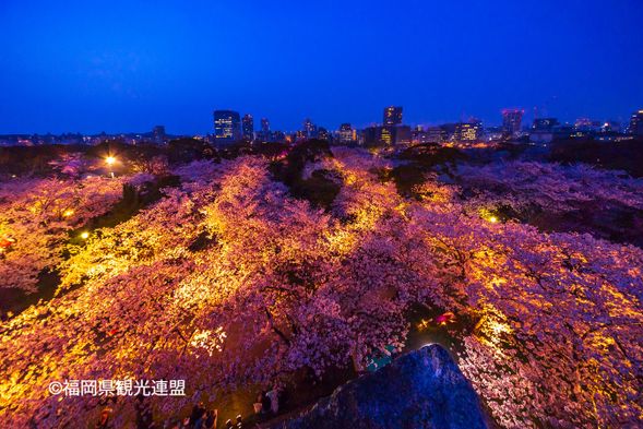 17:30 Maizuru Park Night Sakura (60min)