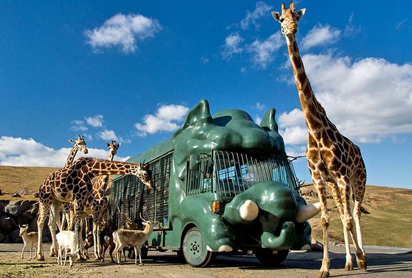 Arriving at African Safari