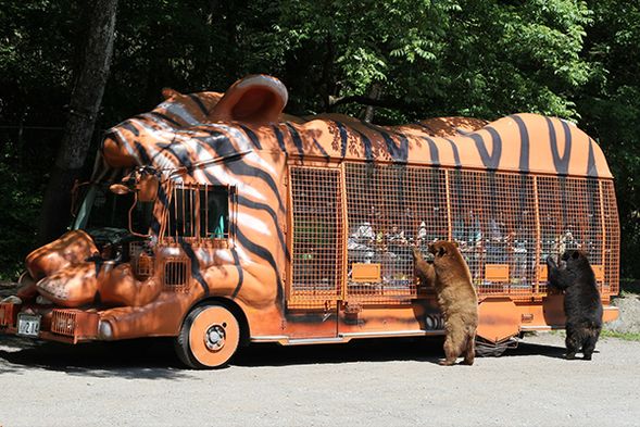 Fuji Safari Park (Approx. 4-hour stay / Free time for lunch)
★Jungle Bus & Animal Feeding Experience♪ (Duration: Approx. 50 min)
★Includes a Baby Tiger Melon Pan to take home!
