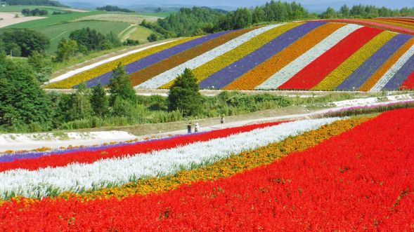 Shikisai-no-oka (Flower Park / 30 mins)