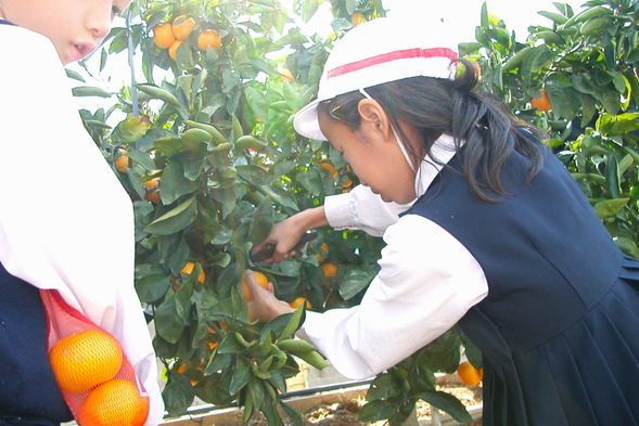 At “Mizumoto Orange Garden,” which boasts a 140-year history, you can enjoy picking Mikan (all-you-can-eat) every year from late September through April.