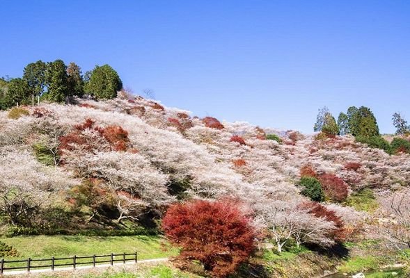 Obara Village – Shikizakura Cherry Blossoms
(Rare cherry blossoms that bloom twice a year, turning the mountains pink in autumn. / Approx. 60 minutes)