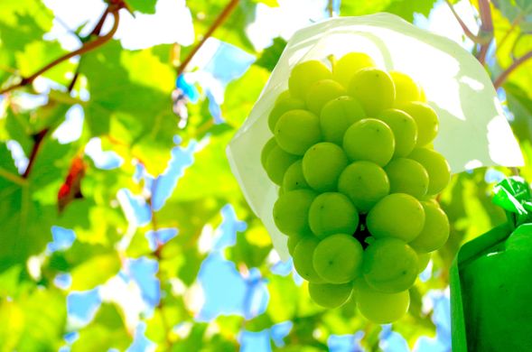 Yamanashi Prefecture (Koshu City)
30-minute All-you-can-eat Shine Muscat picking.
