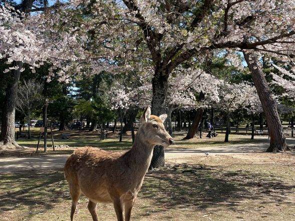 Nara Park
・There are about 1,400 deer living around vast Nara Park
・Feed the deer and they might as well give you a gentle bow.
