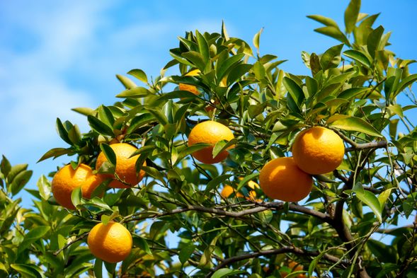 10:00 Autumn Option : Taiyouen Mandarin Orange Picking (60min)