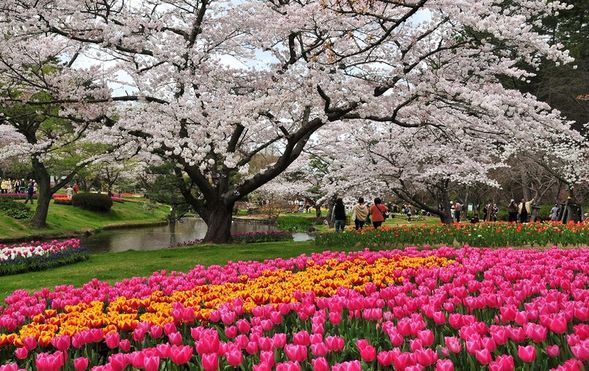 Hamamatsu Flower Park
(Enjoy the beautiful cherry blossom and tulip gardens / Approx. 60 minutes)