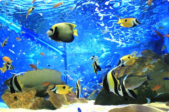 ※Enjoy free stroll !
Amakusa Pearl Garden & Aquarium Sea Donut