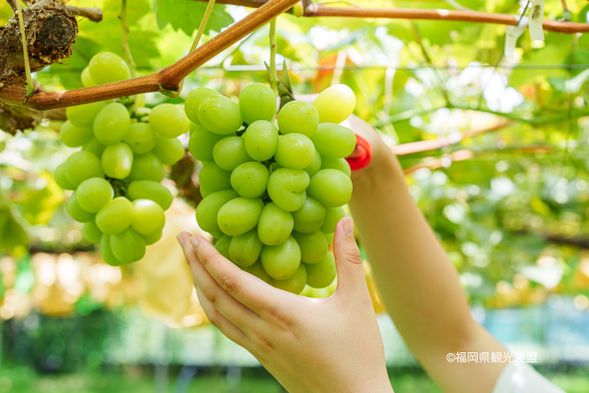 Shunkoen: Shine Muscat Grapes picking(75min)
Shine Muscat Grapes: Early August to Mid-August