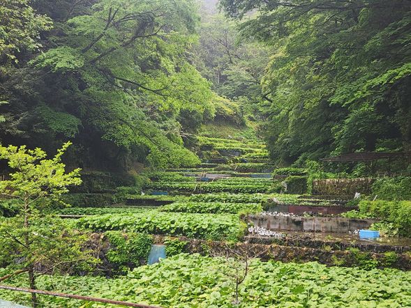 Wasabi Visitor Center & Ikadaba Wasabi Farm
