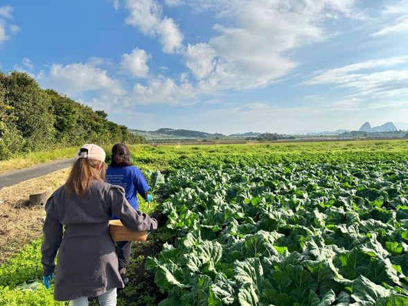Vegetable Harvesting: Enjoy a hands-on experience at Daikichi Farm