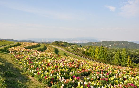 Awaji Hanasajiki
Enjoy seasonal flower fields with views of Osaka Bay (approx. 40 minutes)