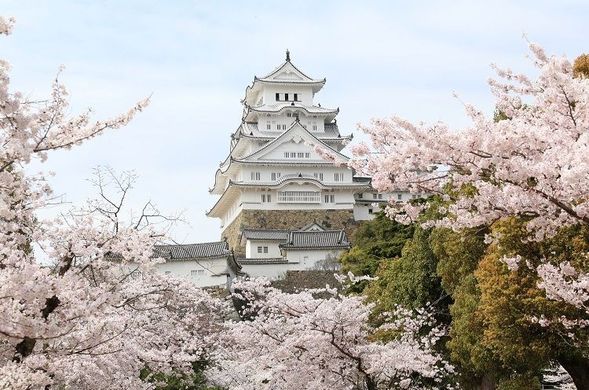 Himeji Castle (Around Sannomaru Square)
(Enjoy the contrast between the beautiful World Heritage castle and the cherry blossoms / Approx. 90 minutes)