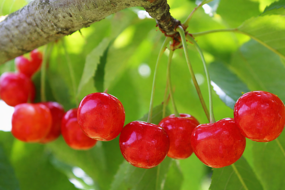 Donguriyama Tourist Farm
(Bright red and cute early summer fruit ★ All-you-can-eat sweet and sour cherry picking at a popular farm that requires reservations / 20 minutes)