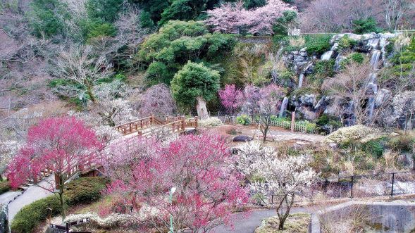 ①11:00 / ②15:00
Atami Plum Garden
(1hour free time)