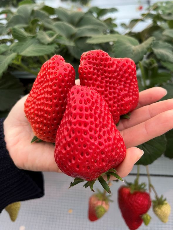 Strawberry Picking / Jirobee Farm