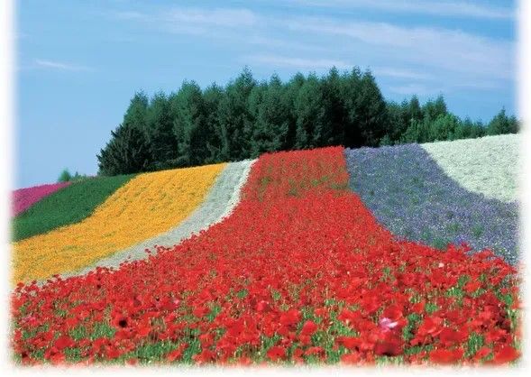 Exploring Farm Tomita (45min)