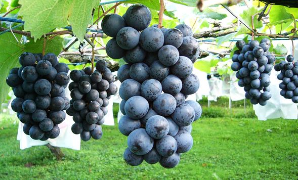 Shorenji Lake Grape Village
(Enjoy all-you-can-eat fresh and sweet grapes! / Approx. 30 min)