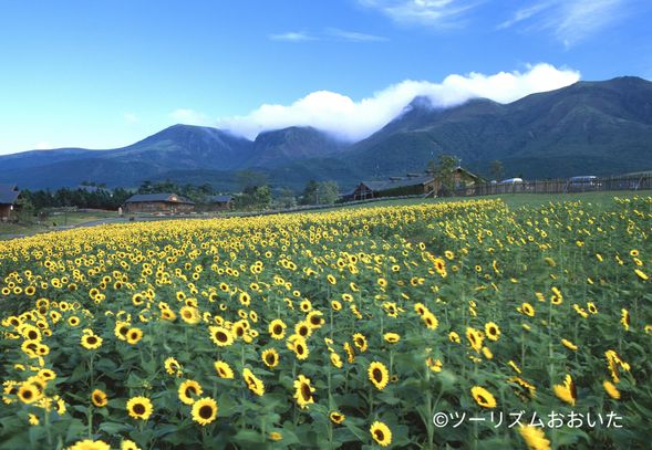 Kuju Flower Park