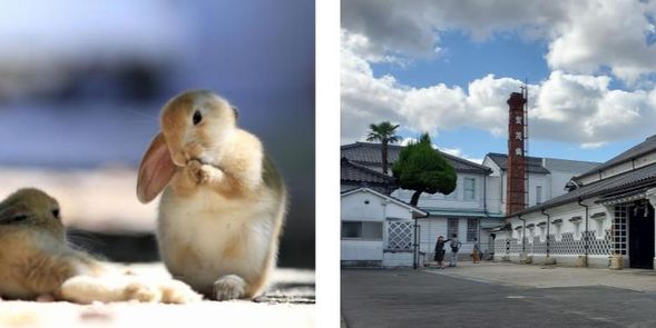 Okunoshima and Saijo plan