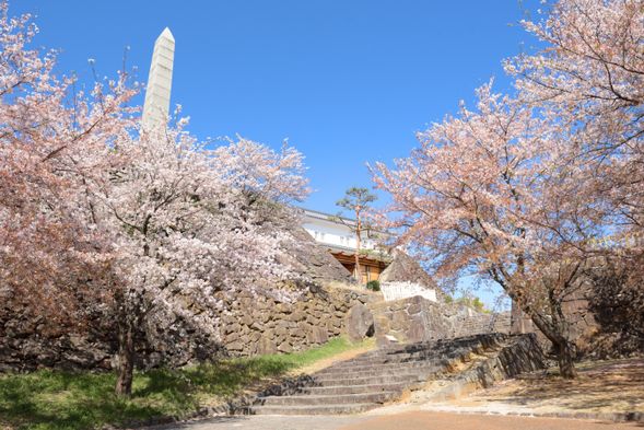 14:00 Cherry Blossom Viewing & Picnic at Maizuru Park