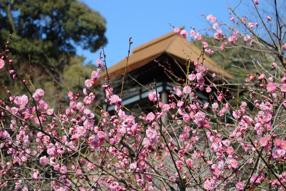 石山寺 拝観・梅つくし