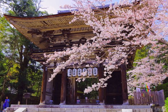 地元ガイドの案内
三井寺拝観 国宝「金堂」・「豊臣兄弟とその時代」展