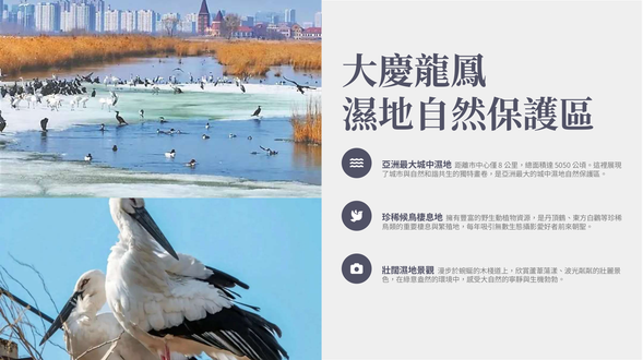 下午:大慶觀看丹頂鶴 (大慶龍鳳濕地自然保護區)