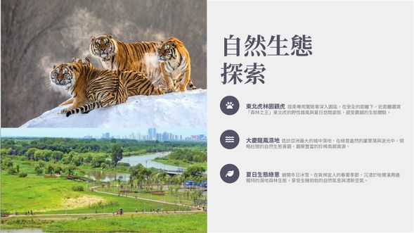 上午:黑龍江東北虎林園(觀虎、體驗觀虎車)