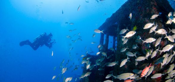 Dive no. 2
Afternoon Light Snacks