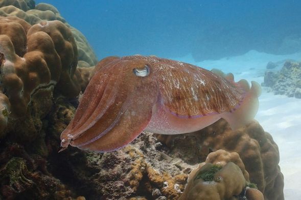 Dive no. 3 & Afternoon Light Snacks on Board