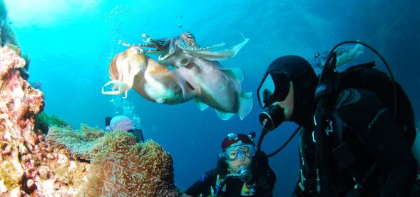 Continue performing your diving skills learnt and get certified as a PADI open water diver.