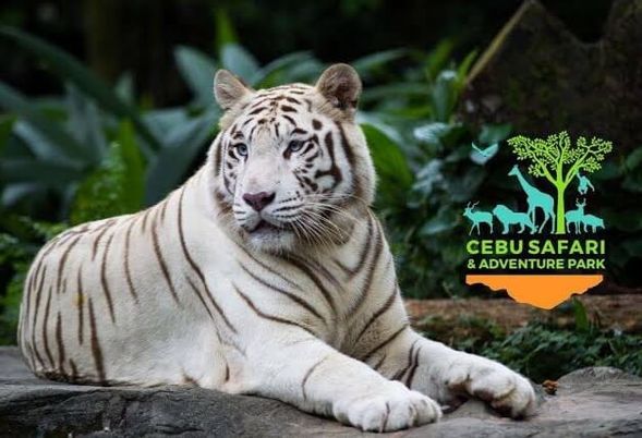 Visit Cebu Safari Adventure Park