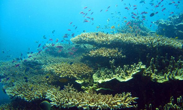 ✅Coral Garden Viewing