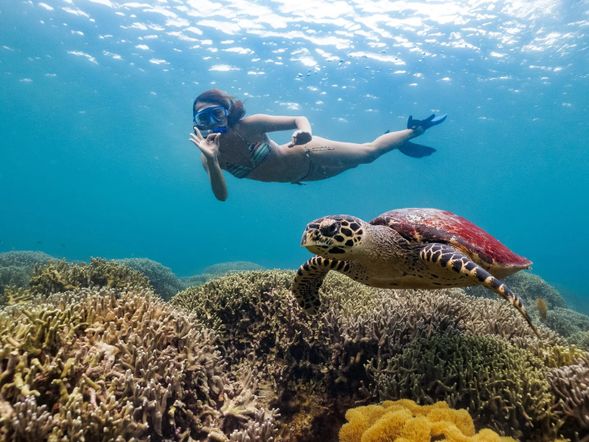 ✅Sea Turtle Encounter