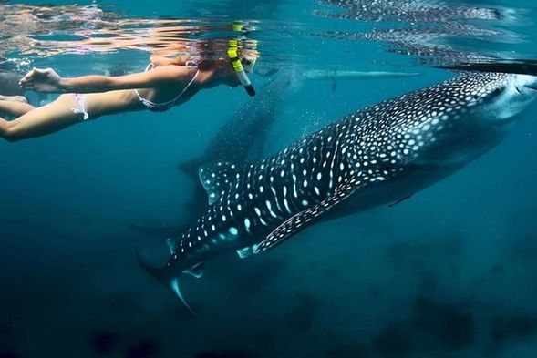 Day 2: Oslob + Sumilon Island Tour
- Pick Up at 3am at City Accommodation
📍 Swim with Oslob Whalesharks